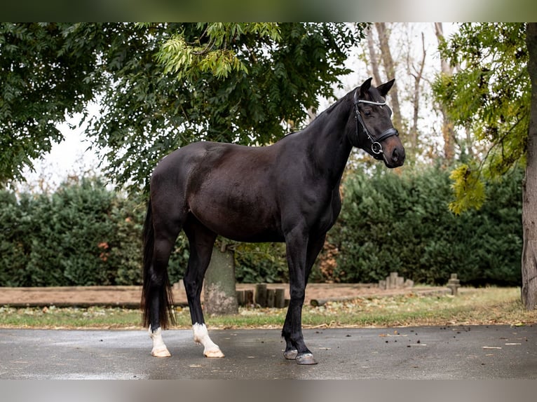 Hannoveraner Stute 3 Jahre 165 cm Schwarzbrauner in Ballenstedt