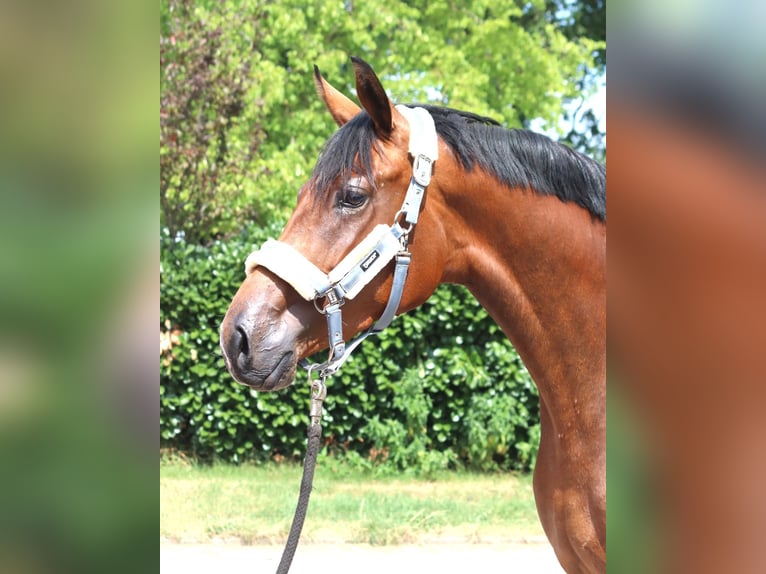 Hannoveraner Stute 3 Jahre 166 cm Brauner in Selsingen