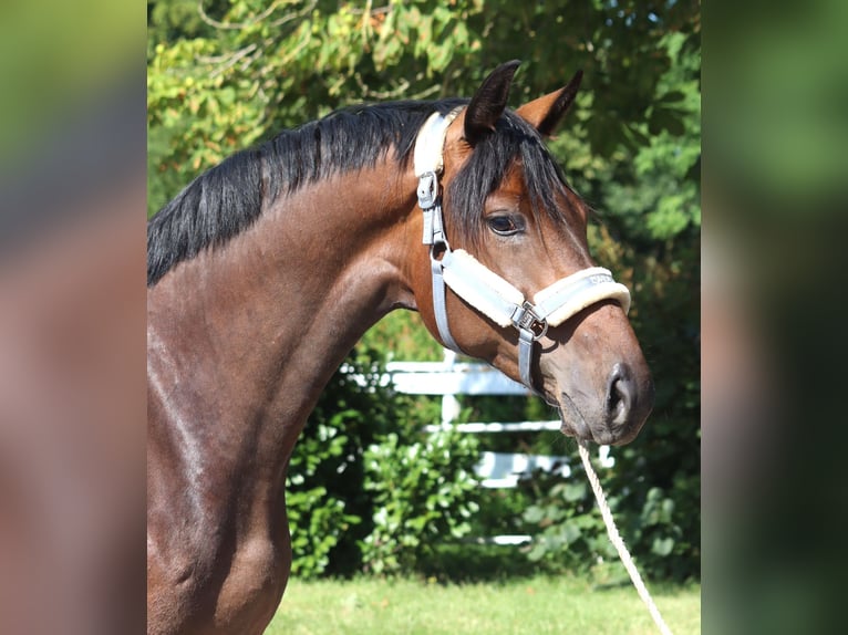 Hannoveraner Stute 3 Jahre 166 cm Brauner in Selsingen