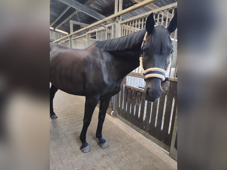 Hannoveraner Stute 3 Jahre 166 cm Dunkelbrauner in Lähden