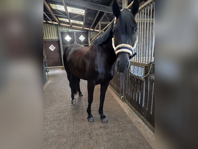Hannoveraner Stute 3 Jahre 166 cm Dunkelbrauner in Lähden