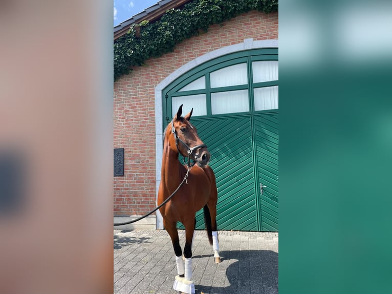 Hannoveraner Stute 3 Jahre 166 cm Fuchs in Aachen