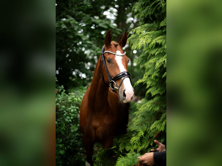 Hannoveraner Stute 3 Jahre 166 cm Fuchs in Wagenfeld