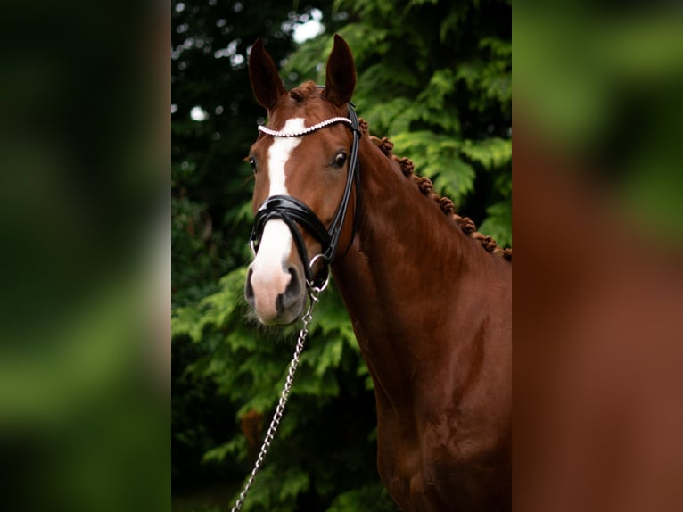 Hannoveraner Stute 3 Jahre 166 cm Fuchs in Wagenfeld