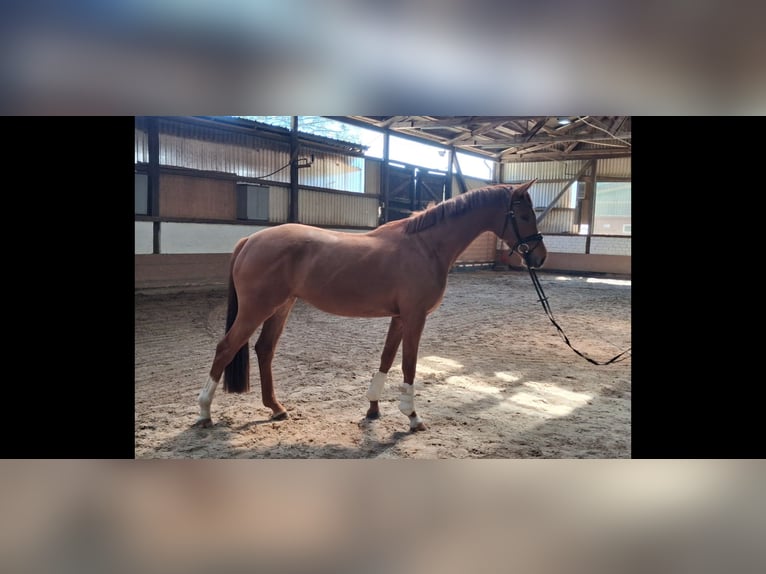 Hannoveraner Stute 3 Jahre 166 cm Fuchs in Dahlenburg