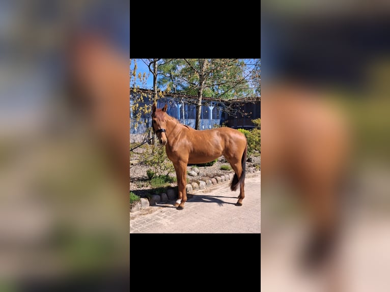 Hannoveraner Stute 3 Jahre 166 cm Fuchs in Weste