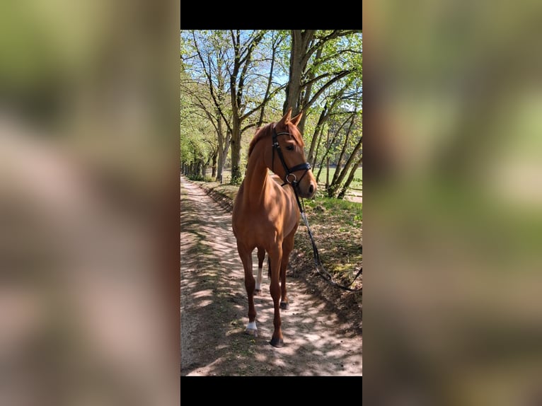 Hannoveraner Stute 3 Jahre 166 cm Fuchs in Weste