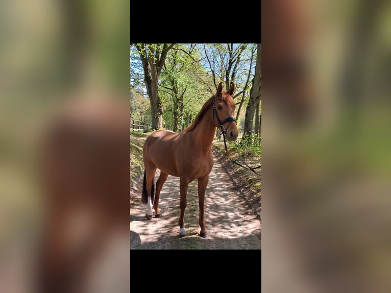 Hannoveraner Stute 3 Jahre 166 cm Fuchs in Weste