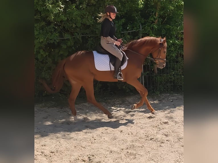 Hannoveraner Stute 3 Jahre 166 cm Fuchs in Lage