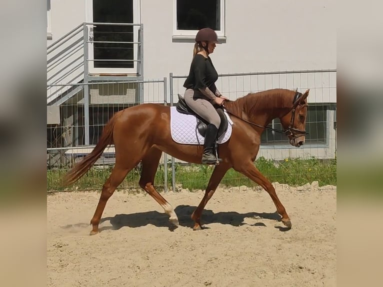 Hannoveraner Stute 3 Jahre 166 cm Fuchs in Lage