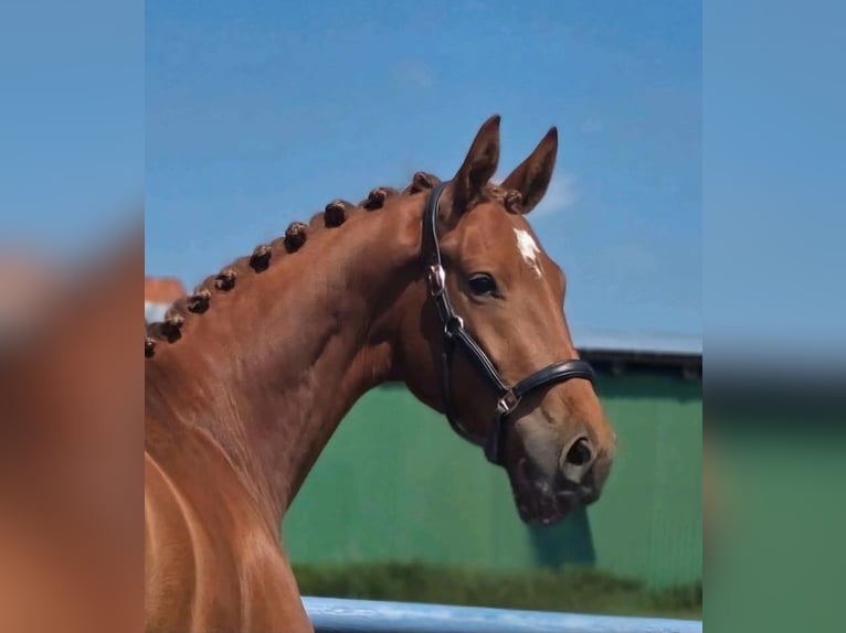 Hannoveraner Stute 3 Jahre 166 cm Fuchs in Bremerv&#xF6;rde