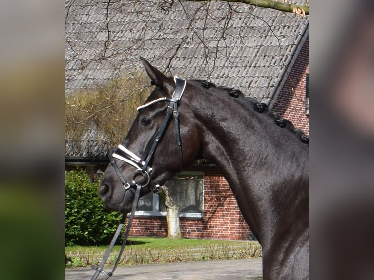 Hannoveraner Stute 3 Jahre 166 cm Rappe in Fredenbeck