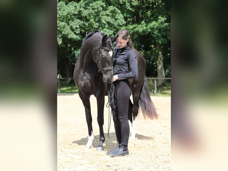 Hannoveraner Stute 3 Jahre 166 cm Rappe in Crivitz