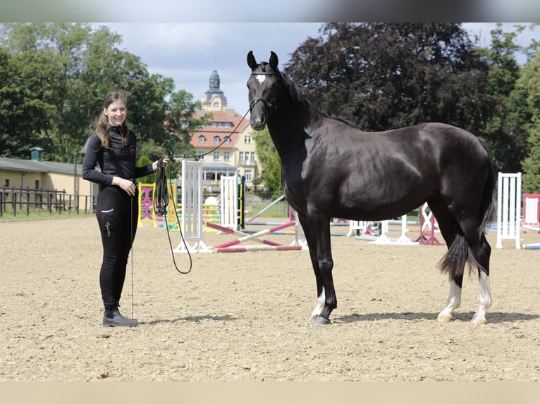 Hannoveraner Stute 3 Jahre 166 cm Rappe in Crivitz