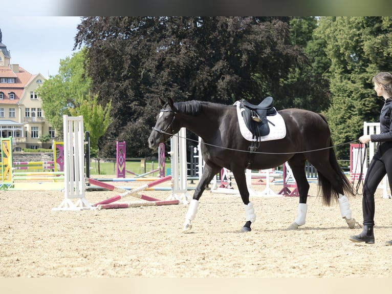 Hannoveraner Stute 3 Jahre 166 cm Rappe in Crivitz