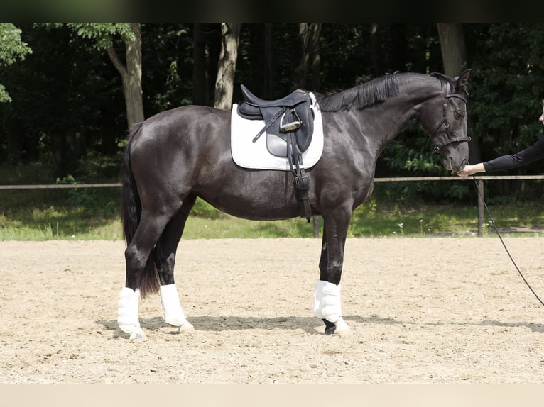 Hannoveraner Stute 3 Jahre 166 cm Rappe in Crivitz