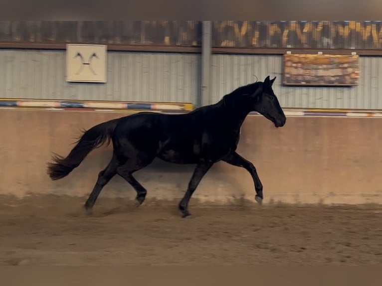 Hannoveraner Stute 3 Jahre 166 cm Rappe in Achim