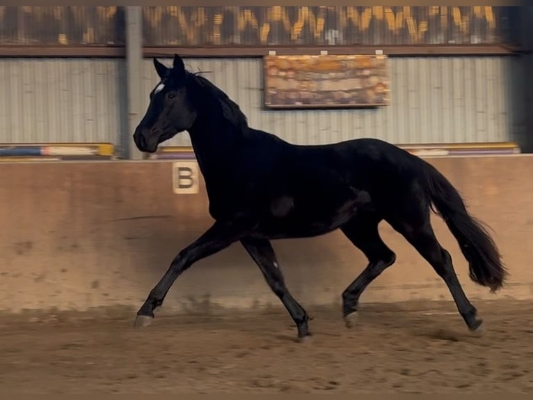 Hannoveraner Stute 3 Jahre 166 cm Rappe in Achim