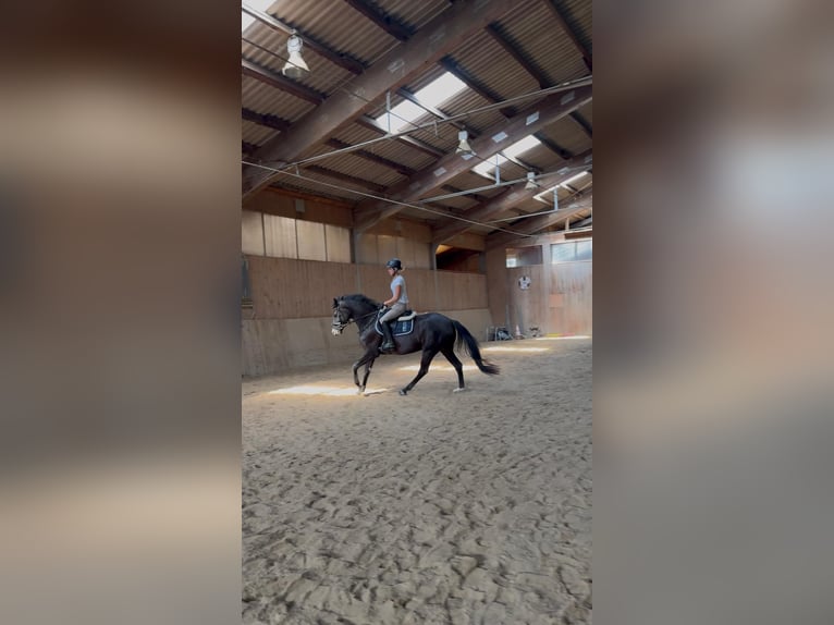 Hannoveraner Stute 3 Jahre 166 cm Rappe in Zwiesel