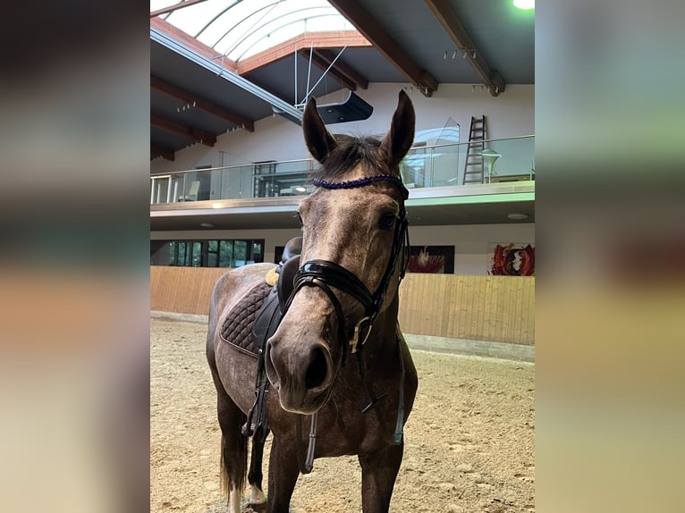 Hannoveraner Stute 3 Jahre 166 cm Schimmel in Osterholz-Scharmbeck