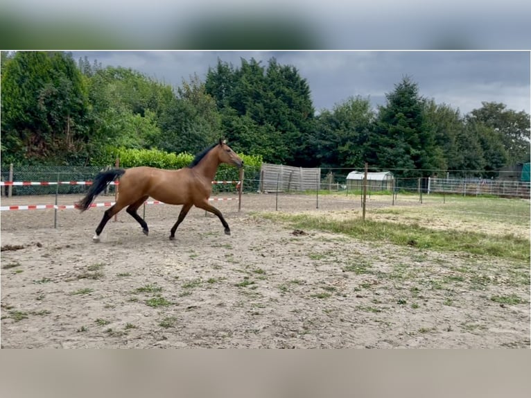 Hannoveraner Stute 3 Jahre 167 cm Brauner in Titz
