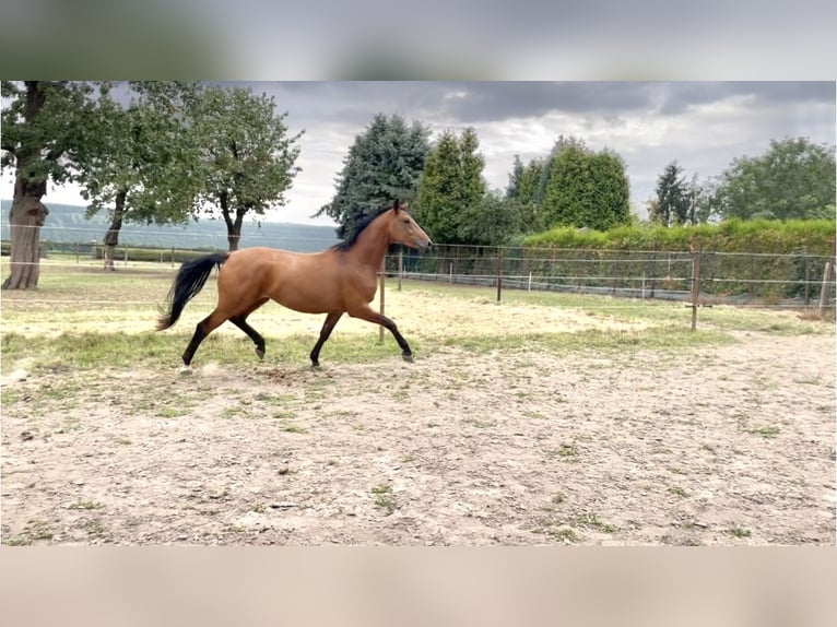 Hannoveraner Stute 3 Jahre 167 cm Brauner in Titz