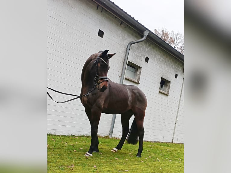 Hannoveraner Stute 3 Jahre 167 cm Brauner in Barenburg