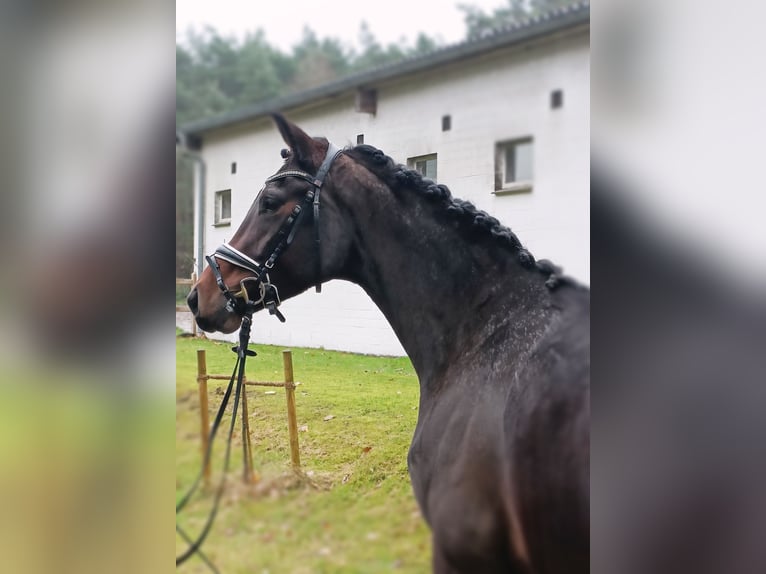 Hannoveraner Stute 3 Jahre 167 cm Brauner in Barenburg