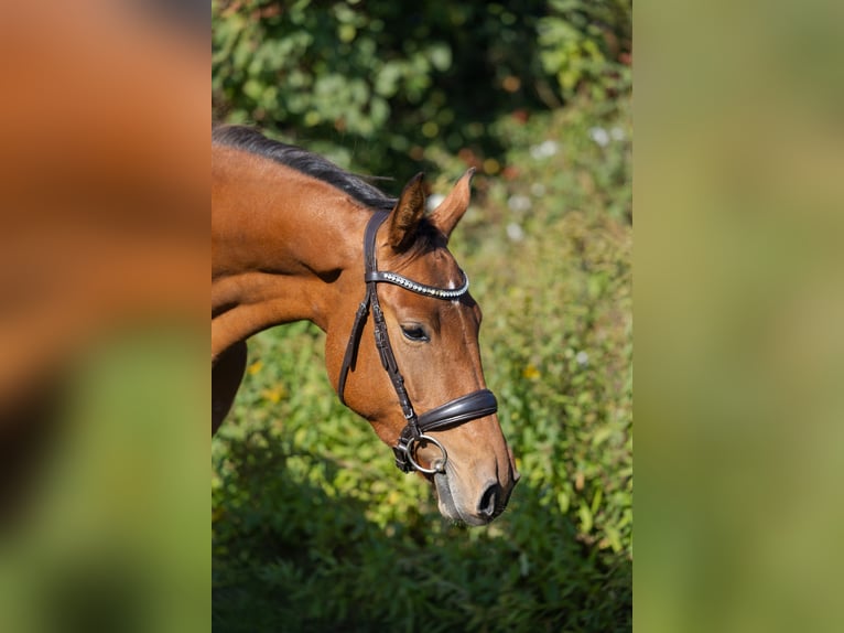 Hannoveraner Stute 3 Jahre 167 cm Brauner in Leezen