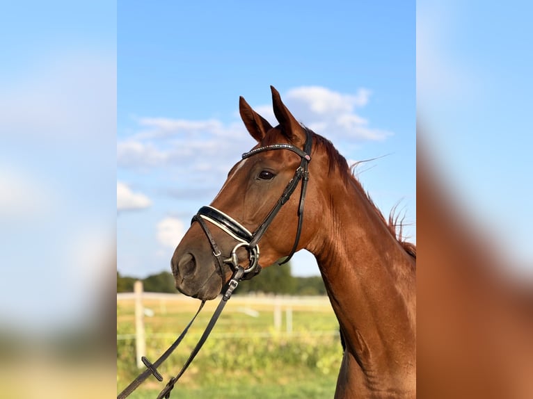 Hannoveraner Stute 3 Jahre 167 cm Fuchs in Celle