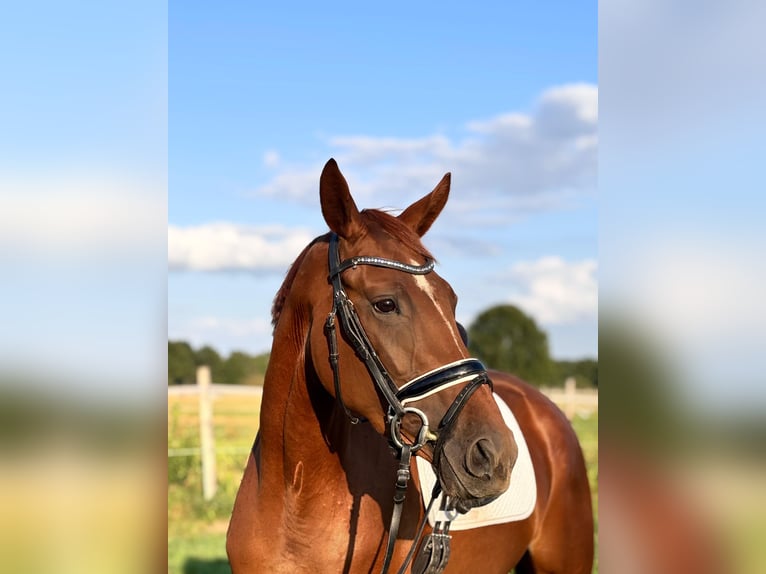 Hannoveraner Stute 3 Jahre 167 cm Fuchs in Celle