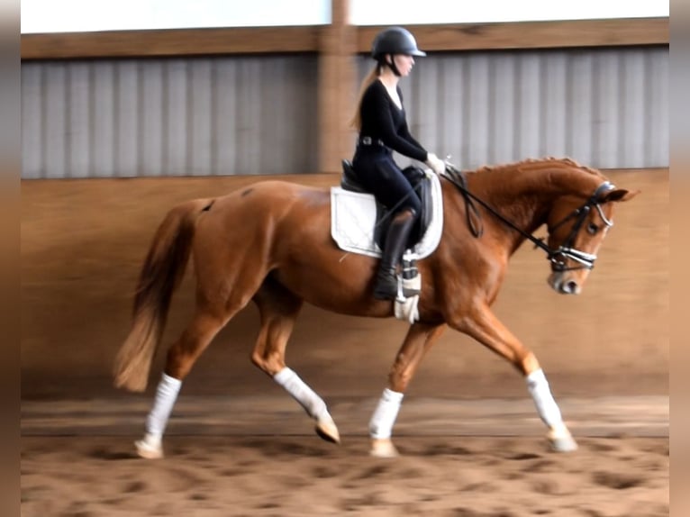 Hannoveraner Stute 3 Jahre 167 cm Fuchs in Fredenbeck