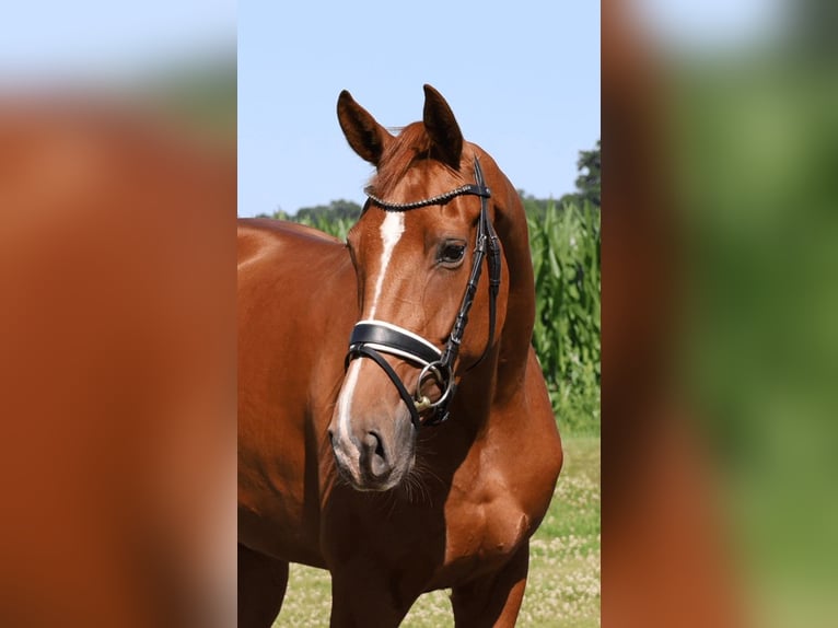 Hannoveraner Stute 3 Jahre 167 cm Fuchs in Haftenkamp