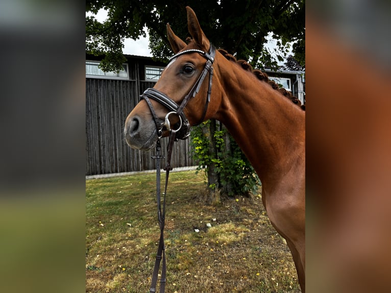 Hannoveraner Stute 3 Jahre 167 cm Fuchs in Celle