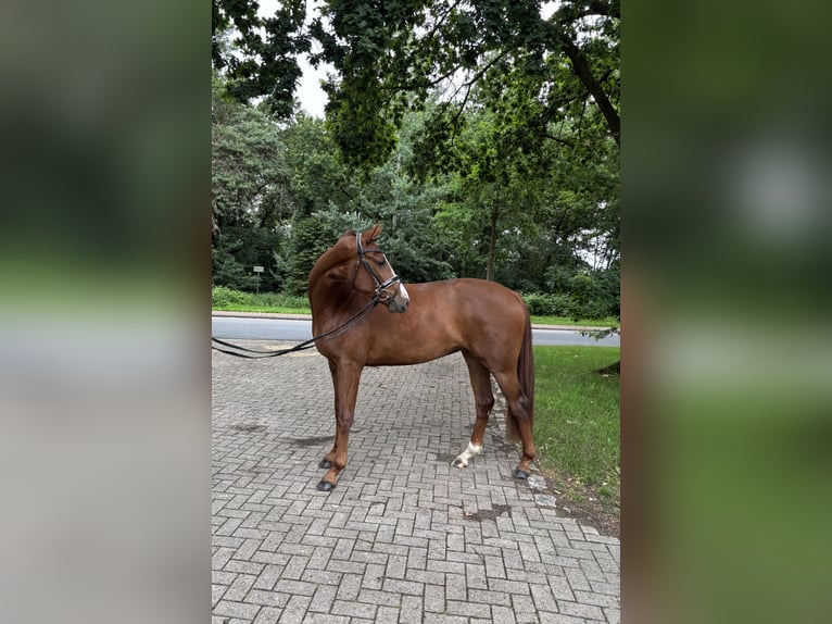 Hannoveraner Stute 3 Jahre 167 cm Fuchs in Geestland