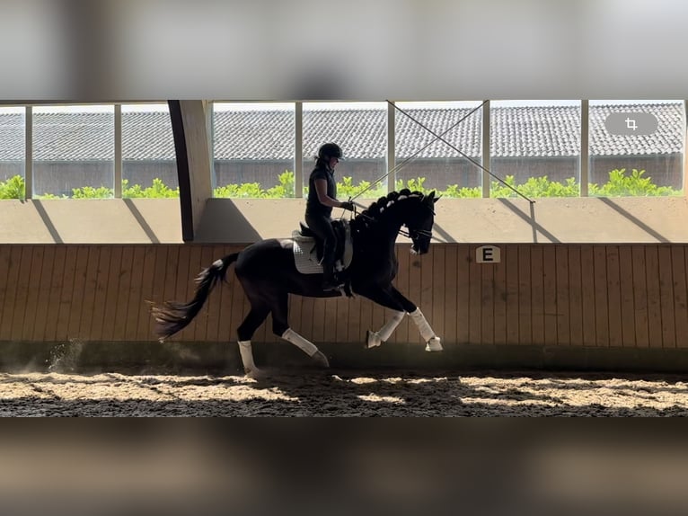 Hannoveraner Stute 3 Jahre 167 cm Rappe in Ree&#xDF;um