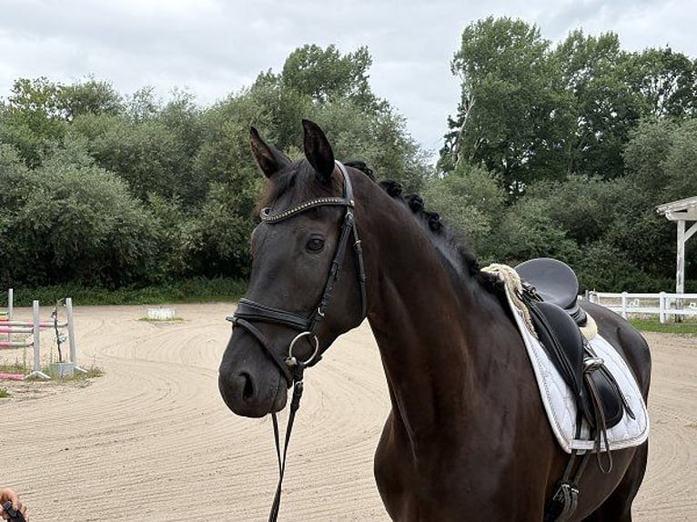 Hannoveraner Stute 3 Jahre 167 cm Rappe in Verden (Aller)