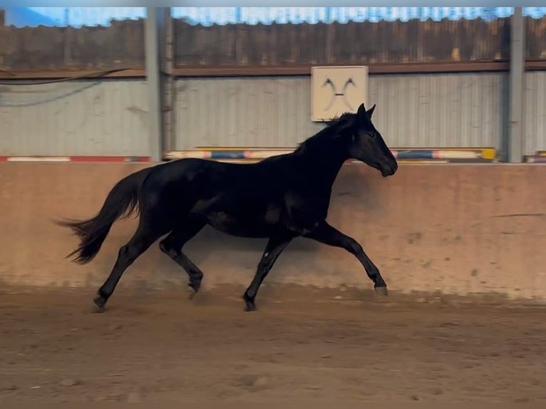 Hannoveraner Stute 3 Jahre 167 cm Rappe in Achim