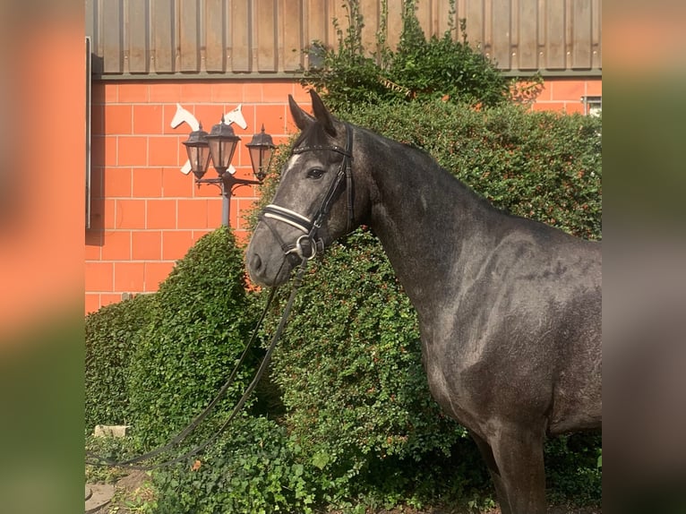 Hannoveraner Stute 3 Jahre 167 cm Rappschimmel in Hepstedt