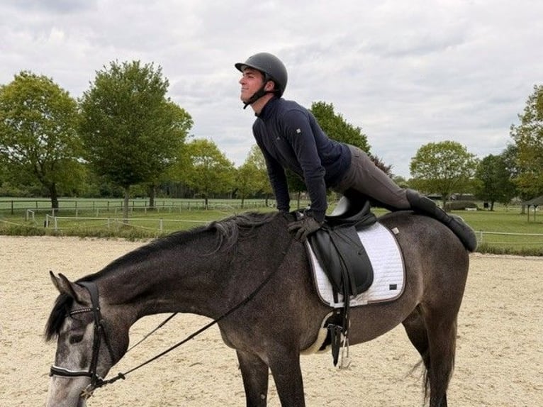 Hannoveraner Stute 3 Jahre 167 cm Rappschimmel in Schneverdingen