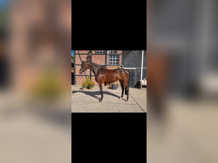 Hannoveraner Stute 3 Jahre 168 cm Brauner in Coesfeld