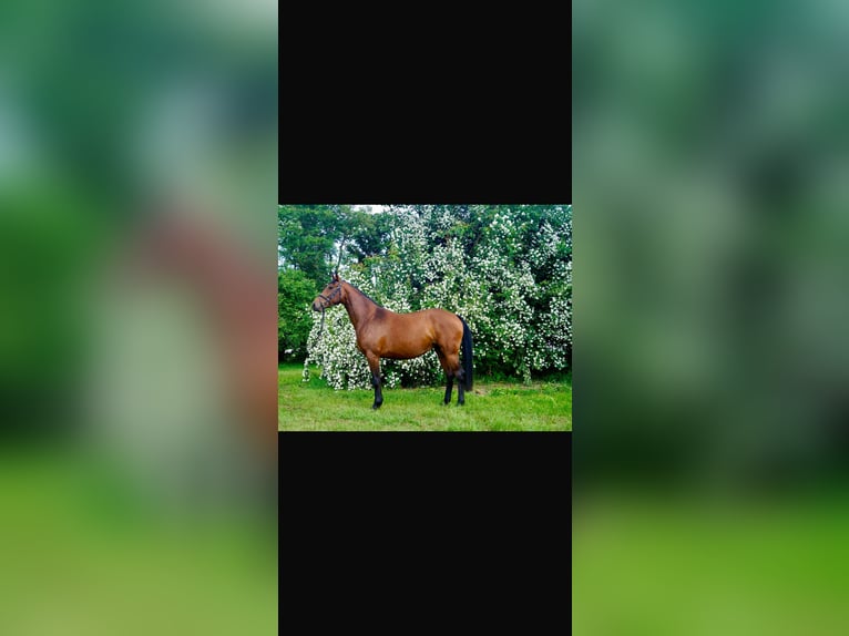 Hannoveraner Stute 3 Jahre 168 cm Brauner in Flatow