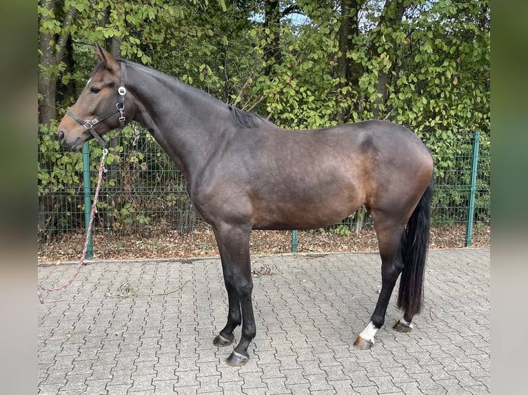 Hannoveraner Stute 3 Jahre 168 cm Brauner in Verl