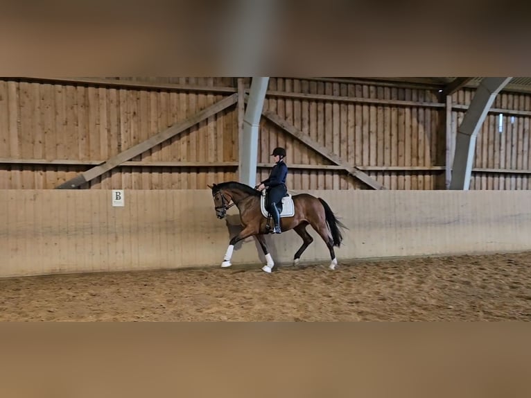 Hannoveraner Stute 3 Jahre 168 cm Brauner in Basdahl