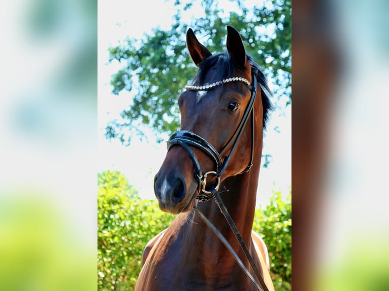 Hannoveraner Stute 3 Jahre 168 cm Brauner in Wesel