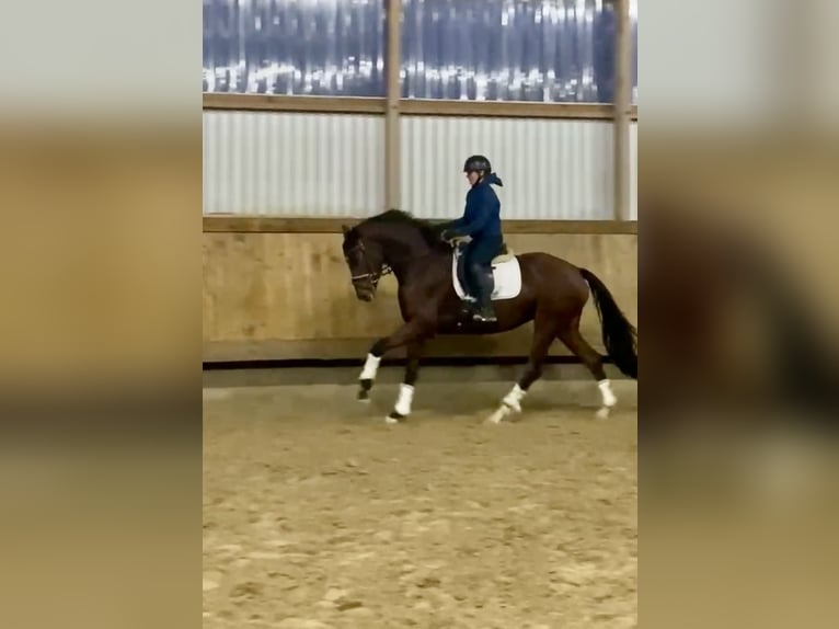 Hannoveraner Stute 3 Jahre 168 cm Brauner in Rosdorf