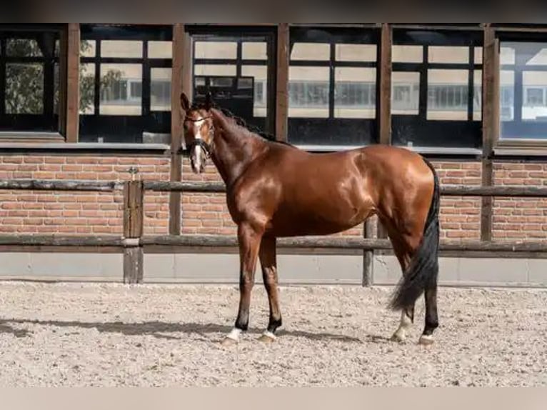 Hannoveraner Stute 3 Jahre 168 cm Brauner in Heidesheim am Rhein