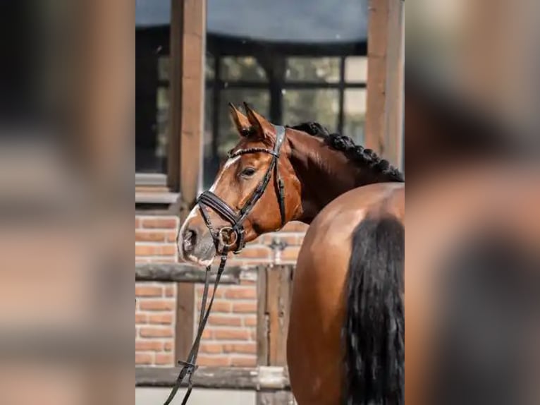 Hannoveraner Stute 3 Jahre 168 cm Brauner in Heidesheim am Rhein