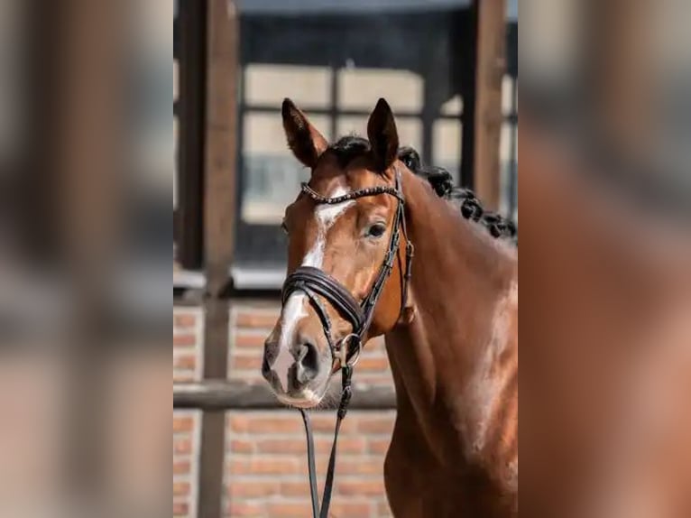Hannoveraner Stute 3 Jahre 168 cm Brauner in Heidesheim am Rhein