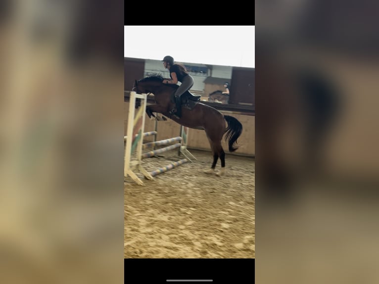 Hannoveraner Stute 3 Jahre 168 cm Brauner in Hannoversch M&#xFC;nden